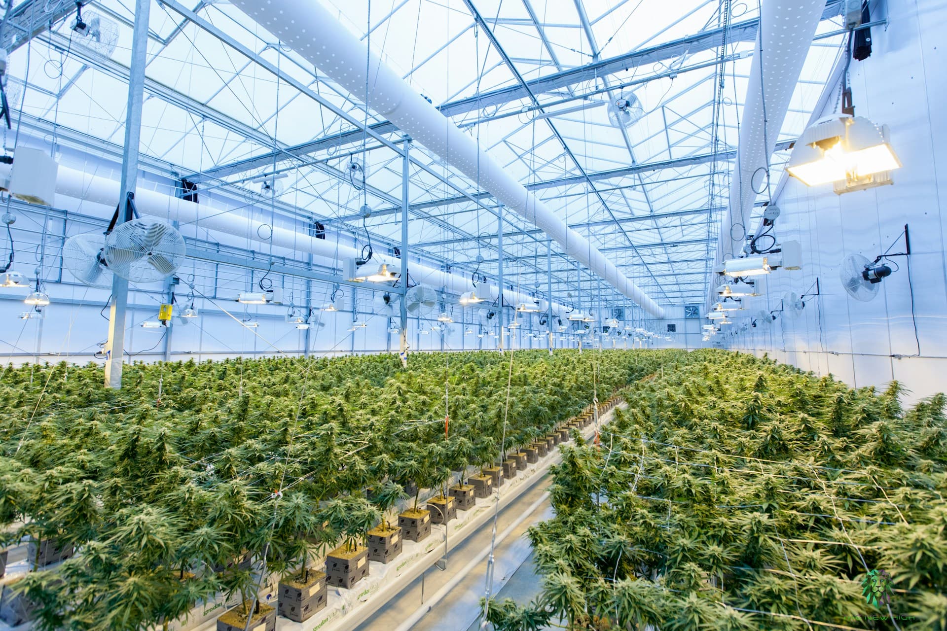 Cannabis advertising — Retail · DTC · Wellness