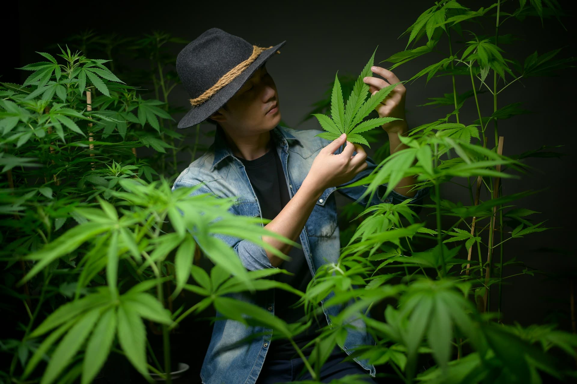 Premium Experience Seeker — Cannabis persona